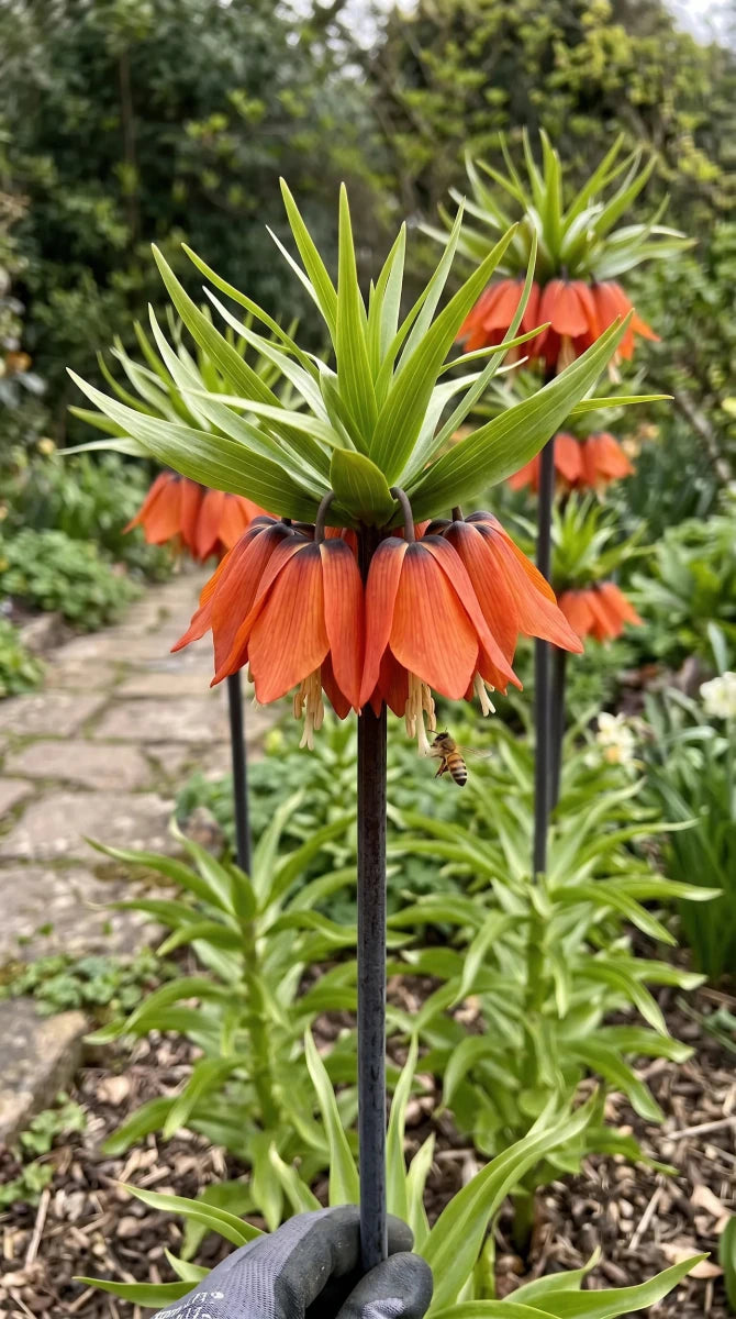 Fritillaria 'Rubra' (crown imperial 'Rubra) - Harding & Bloom