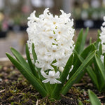 Hyacinthus 'White Pearl' - Harding & Bloom