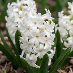 Hyacinthus 'White Pearl' - Harding & Bloom