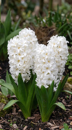 Hyacinthus 'White Pearl' - Harding & Bloom