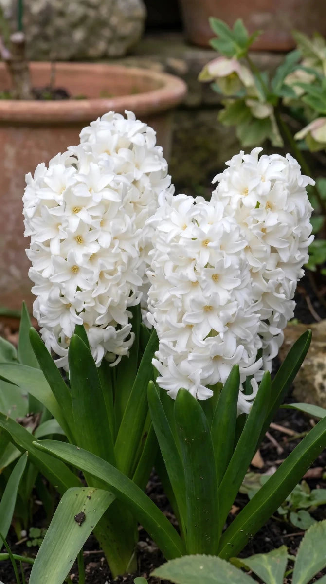 Hyacinthus 'White Pearl' - Harding & Bloom