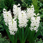 Hyacinthus 'White Pearl' - Harding & Bloom