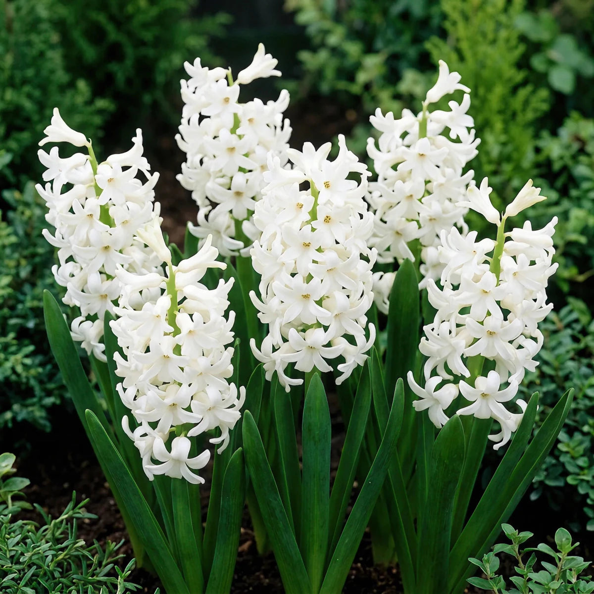 Hyacinthus 'White Pearl' - Harding & Bloom