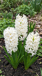 Hyacinthus 'White Pearl' - Harding & Bloom
