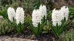 Hyacinthus 'White Pearl' - Harding & Bloom