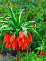 Fritillaria 'Red Beauty' (Fritillary) - Harding & Bloom
