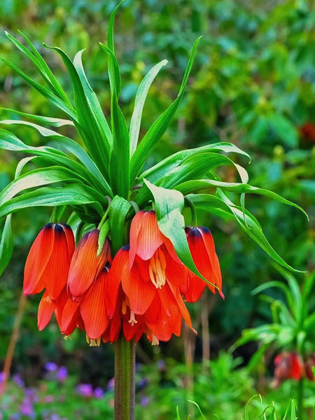 Fritillaria 'Red Beauty' (Fritillary) - Harding & Bloom
