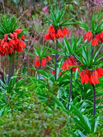 Fritillaria 'Red Beauty' (Fritillary) - Harding & Bloom