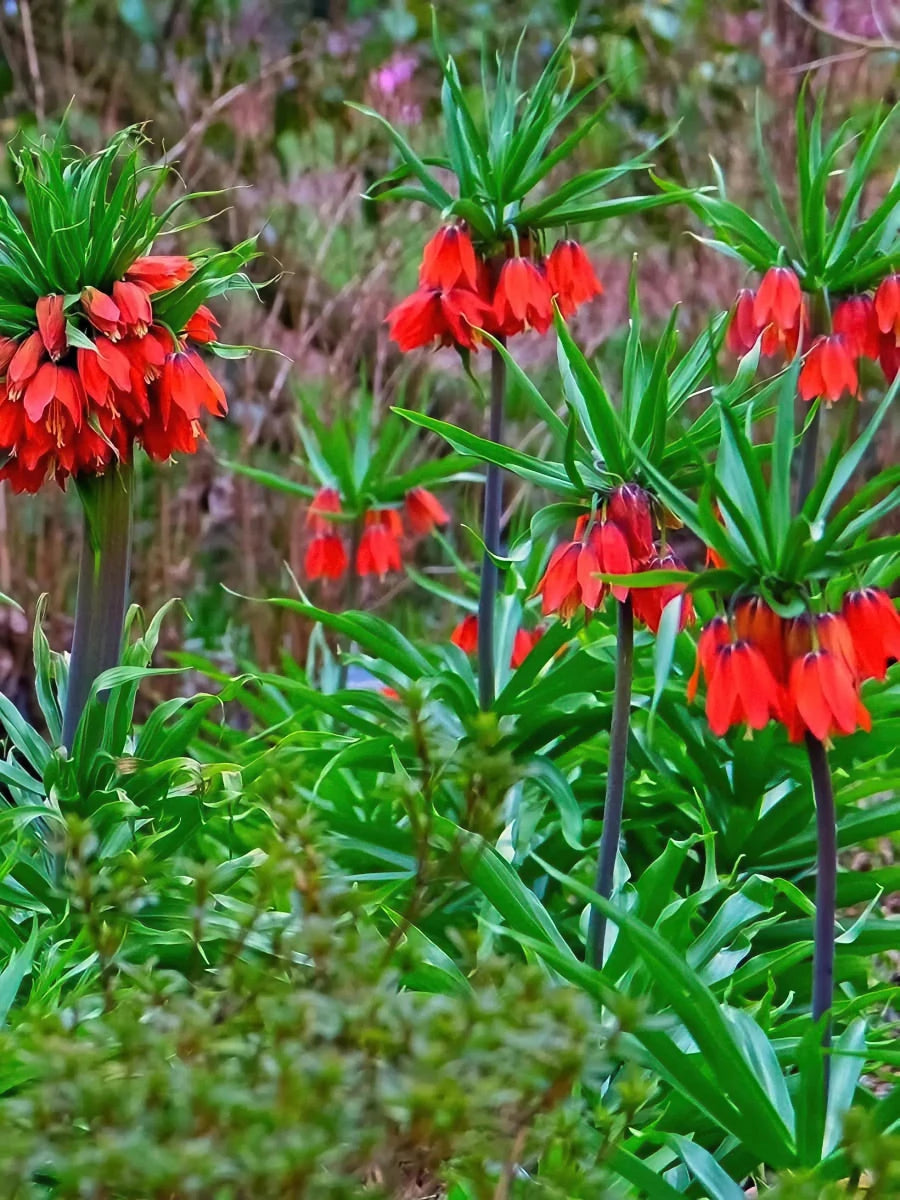 Fritillaria 'Red Beauty' (Fritillary) - Harding & Bloom