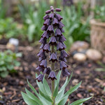 Fritillaria 'Adiyaman' (fritillary 'Adiyaman) - Harding & Bloom