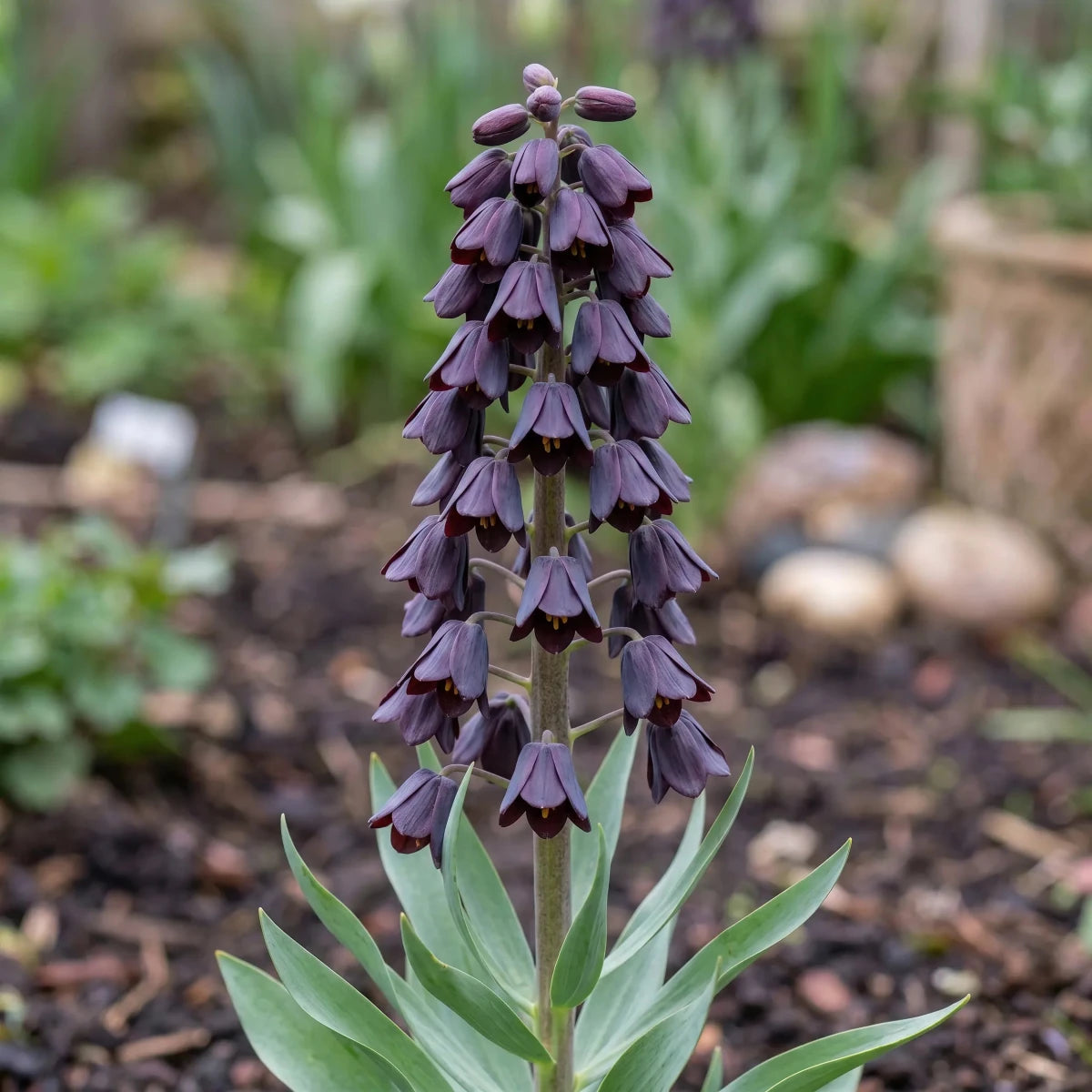 Fritillaria 'Adiyaman' (fritillary 'Adiyaman) - Harding & Bloom