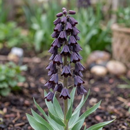 Fritillaria 'Adiyaman' (fritillary 'Adiyaman) - Harding & Bloom