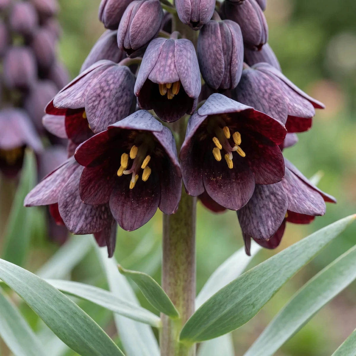 Fritillaria 'Adiyaman' (fritillary 'Adiyaman) - Harding & Bloom