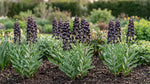 Fritillaria 'Adiyaman' (fritillary 'Adiyaman) - Harding & Bloom