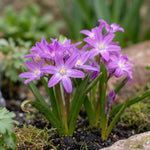 Chionodoxa 'Violet Beauty' (Forbes' squill) - Harding & Bloom