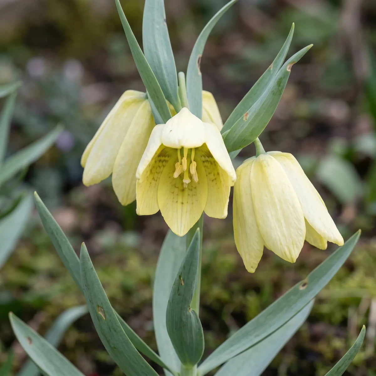 Fritillaria 'pallidiflora' (Siberian fritillary) - Harding & Bloom