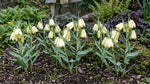 Fritillaria 'pallidiflora' (Siberian fritillary) - Harding & Bloom