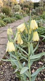 Fritillaria 'pallidiflora' (Siberian fritillary) - Harding & Bloom