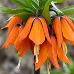 Fritillaria 'Orange Beauty' (crown imperial) - Harding & Bloom