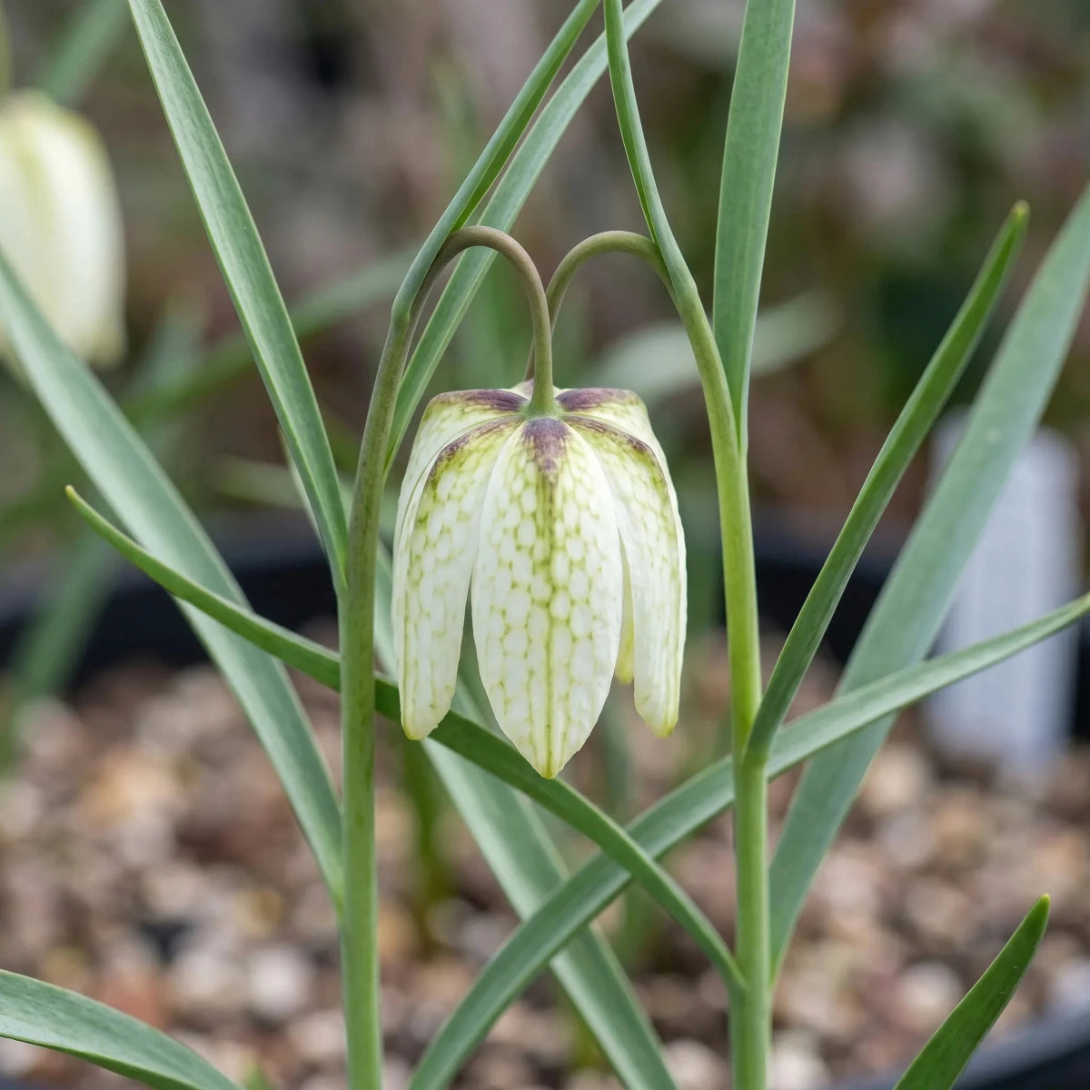 Fritillaria 'Alba' (Snake's head fritillary) - Harding & Bloom