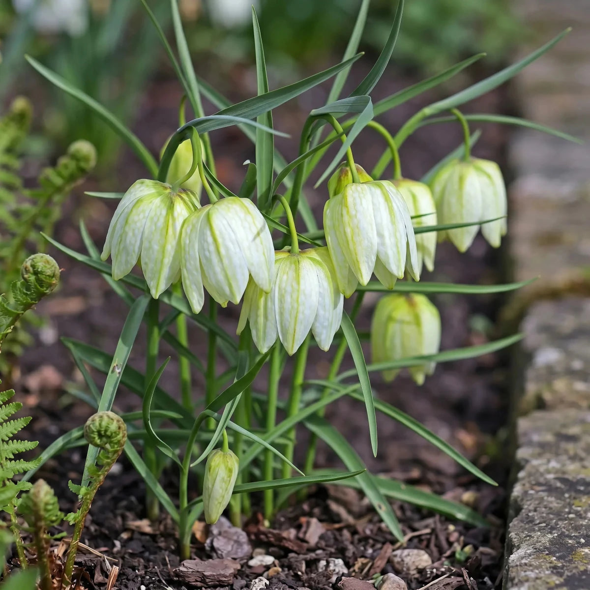 Fritillaria 'Alba' (Snake's head fritillary) - Harding & Bloom