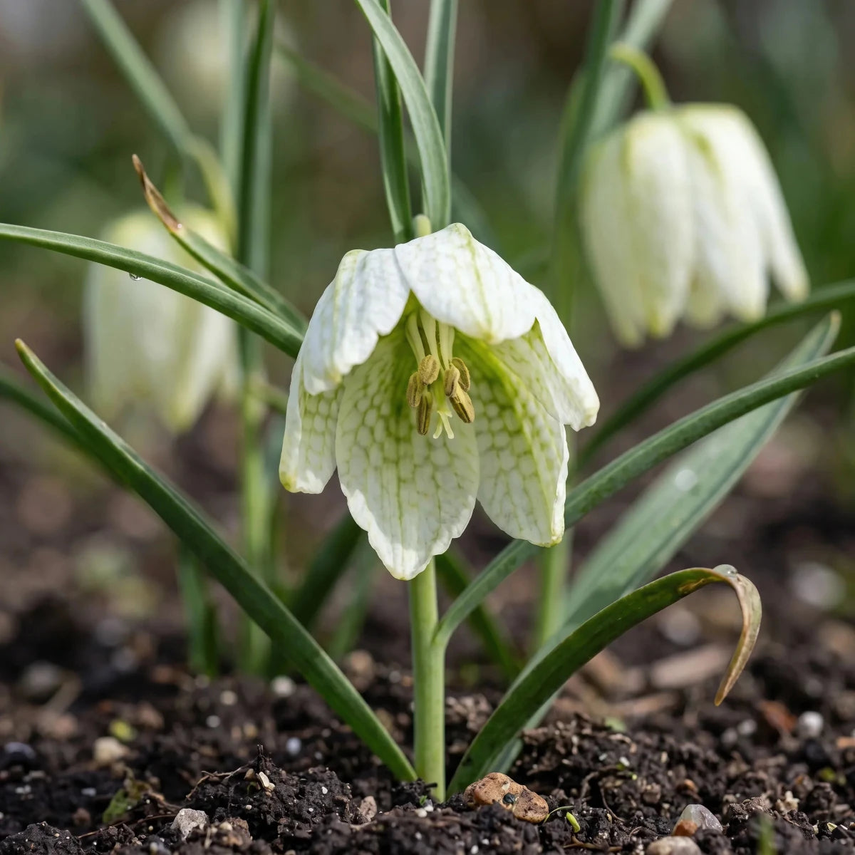 Fritillaria 'Alba' (Snake's head fritillary) - Harding & Bloom