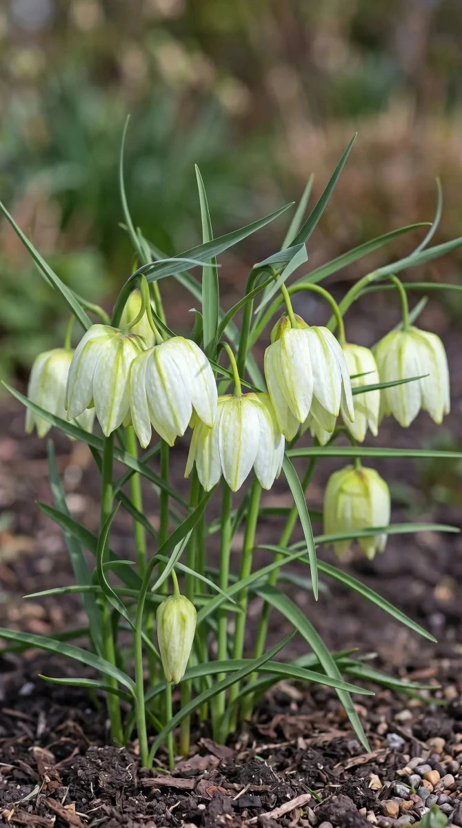 Fritillaria 'Alba' (Snake's head fritillary) - Harding & Bloom