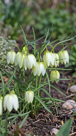 Fritillaria 'Alba' (Snake's head fritillary) - Harding & Bloom