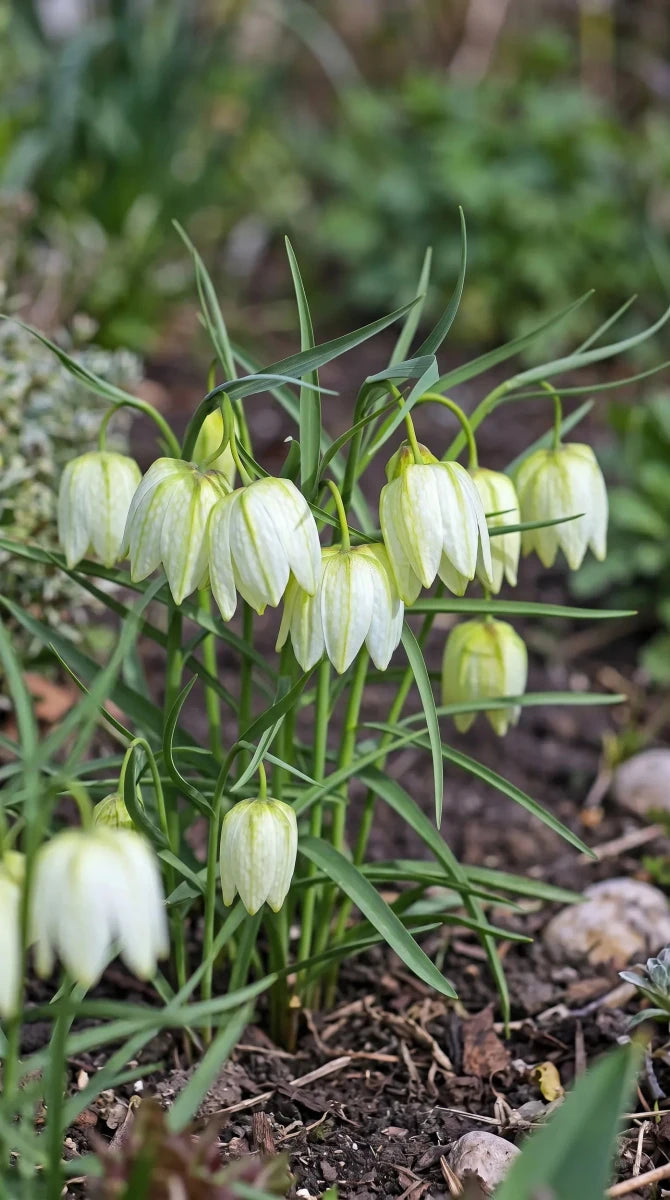 Fritillaria 'Alba' (Snake's head fritillary) - Harding & Bloom