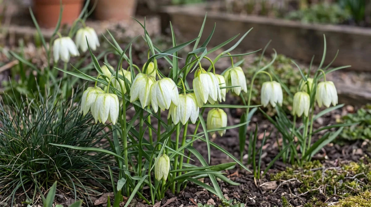 Fritillaria 'Alba' (Snake's head fritillary) - Harding & Bloom