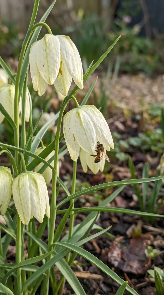 Fritillaria 'Alba' (Snake's head fritillary) - Harding & Bloom
