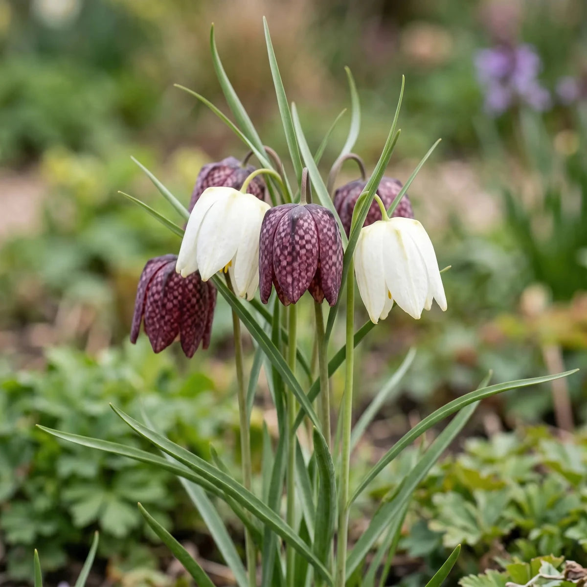 Fritillaria 'Mix' - Harding & Bloom