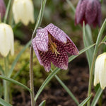 Fritillaria 'Mix' - Harding & Bloom