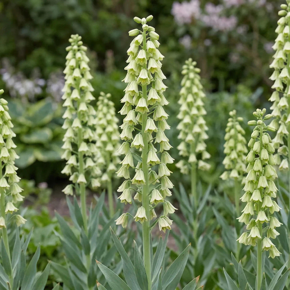 Fritillaria 'Ivory Bells' (Fritillary) - Harding & Bloom