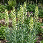Fritillaria 'Ivory Bells' (Fritillary) - Harding & Bloom