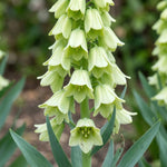 Fritillaria 'Ivory Bells' (Fritillary) - Harding & Bloom