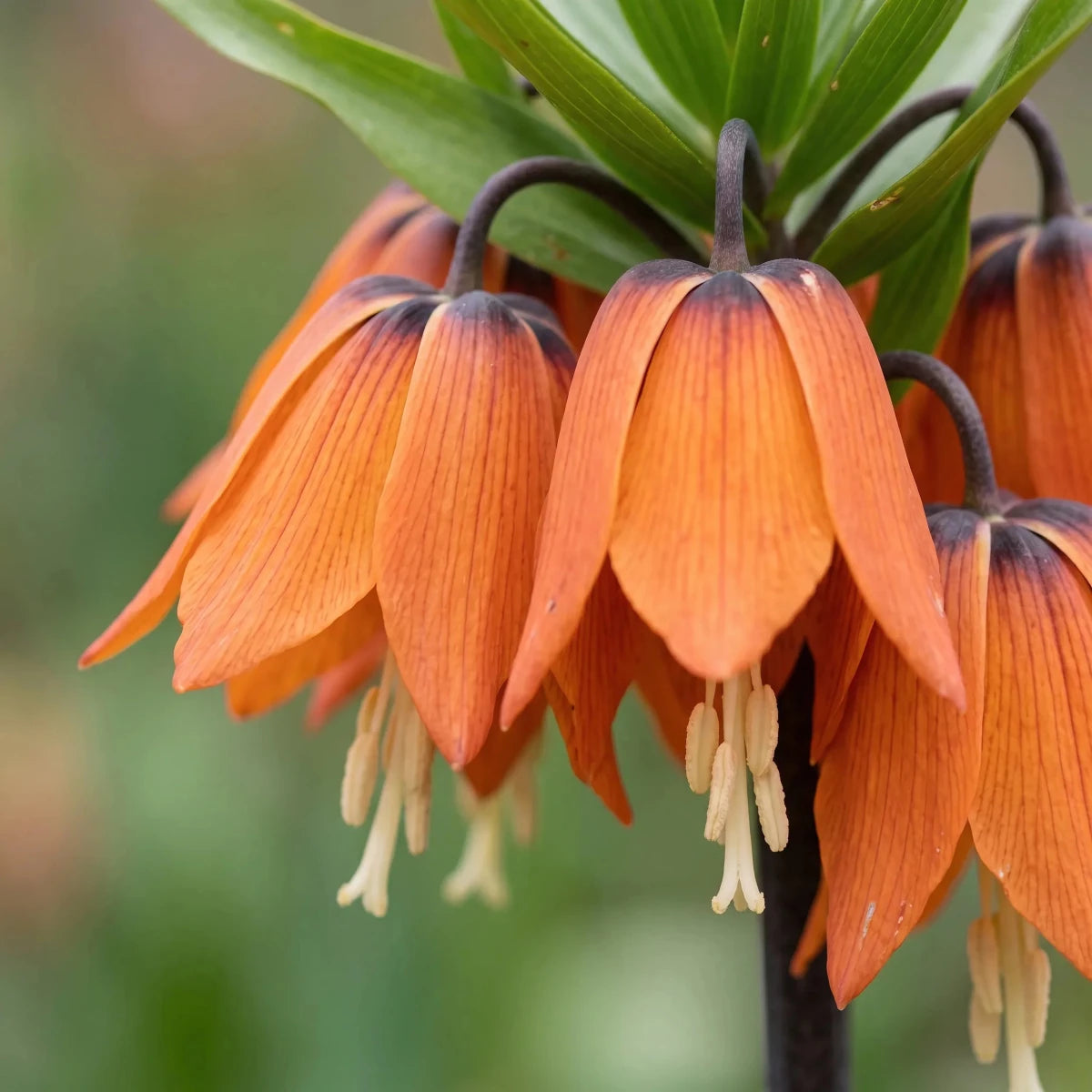 Fritillaria 'Aurora' (Crown imperial) - Harding & Bloom