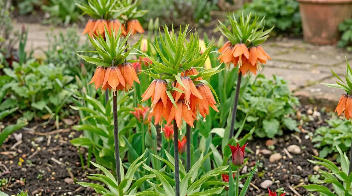 Fritillaria 'Aurora' (Crown imperial) - Harding & Bloom