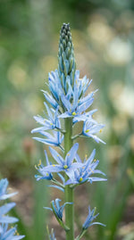 Camassia 'Blue Candle' - Harding & Bloom