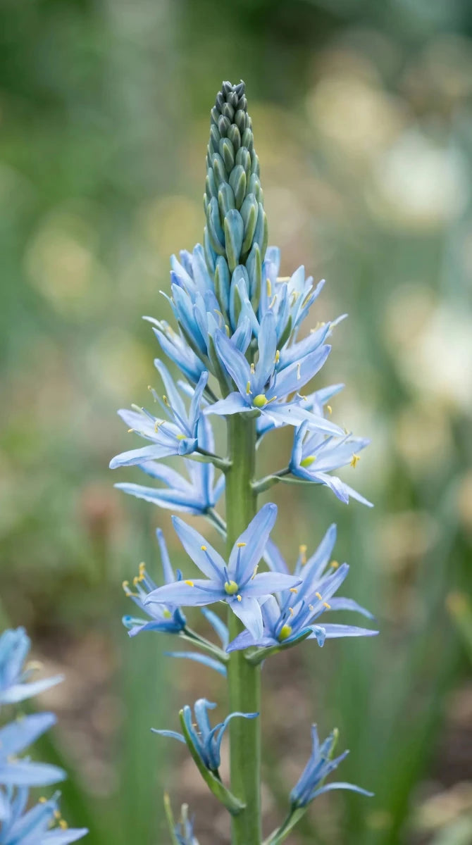 Camassia 'Blue Candle' - Harding & Bloom