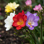 Freesia 'Single Mixed' - Harding & Bloom