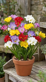 Freesia 'Single Mixed' - Harding & Bloom