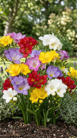 Freesia 'Single Mixed' - Harding & Bloom