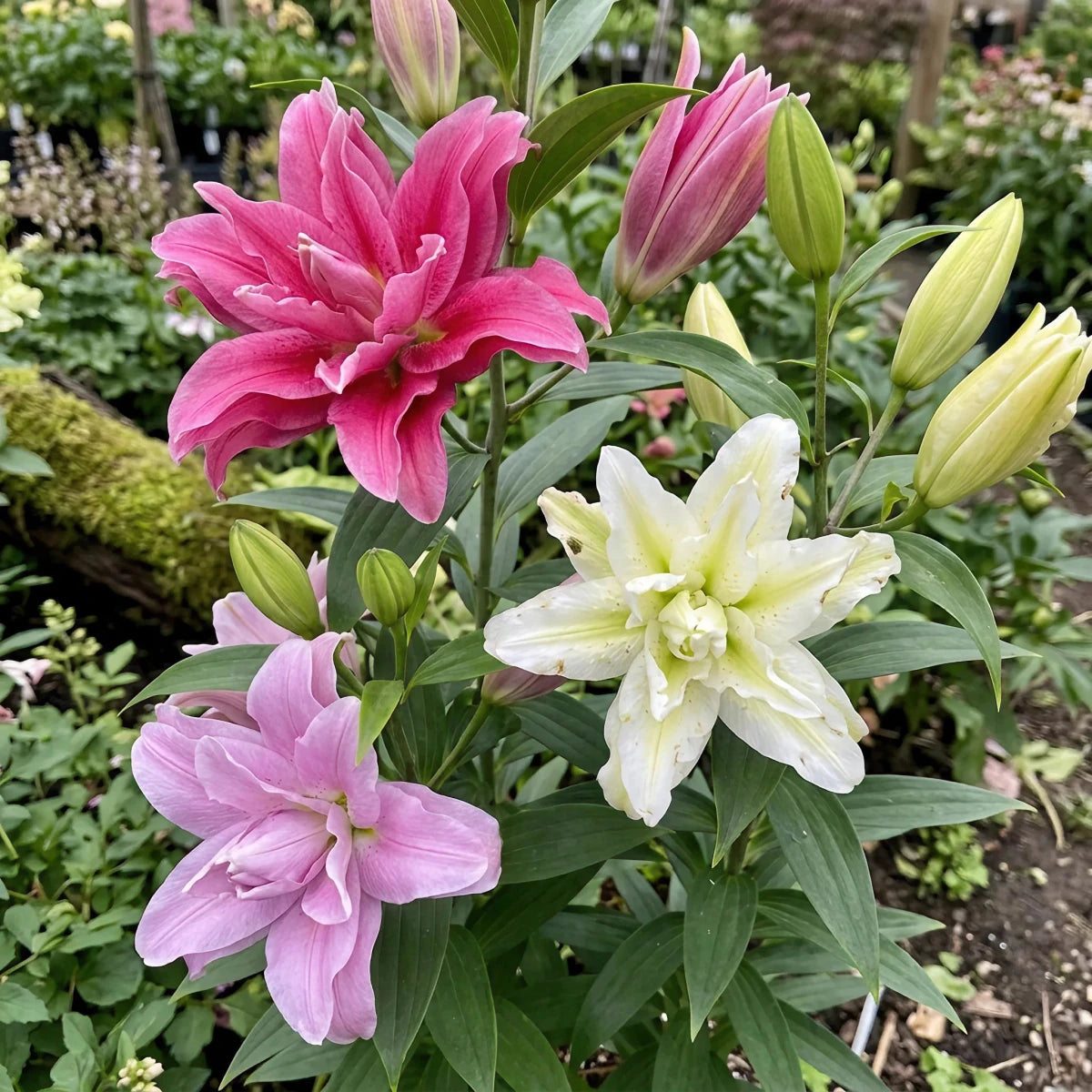Lilium 'Asiatic Double Mix' - Harding & Bloom