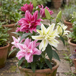 Lilium 'Asiatic Double Mix' - Harding & Bloom