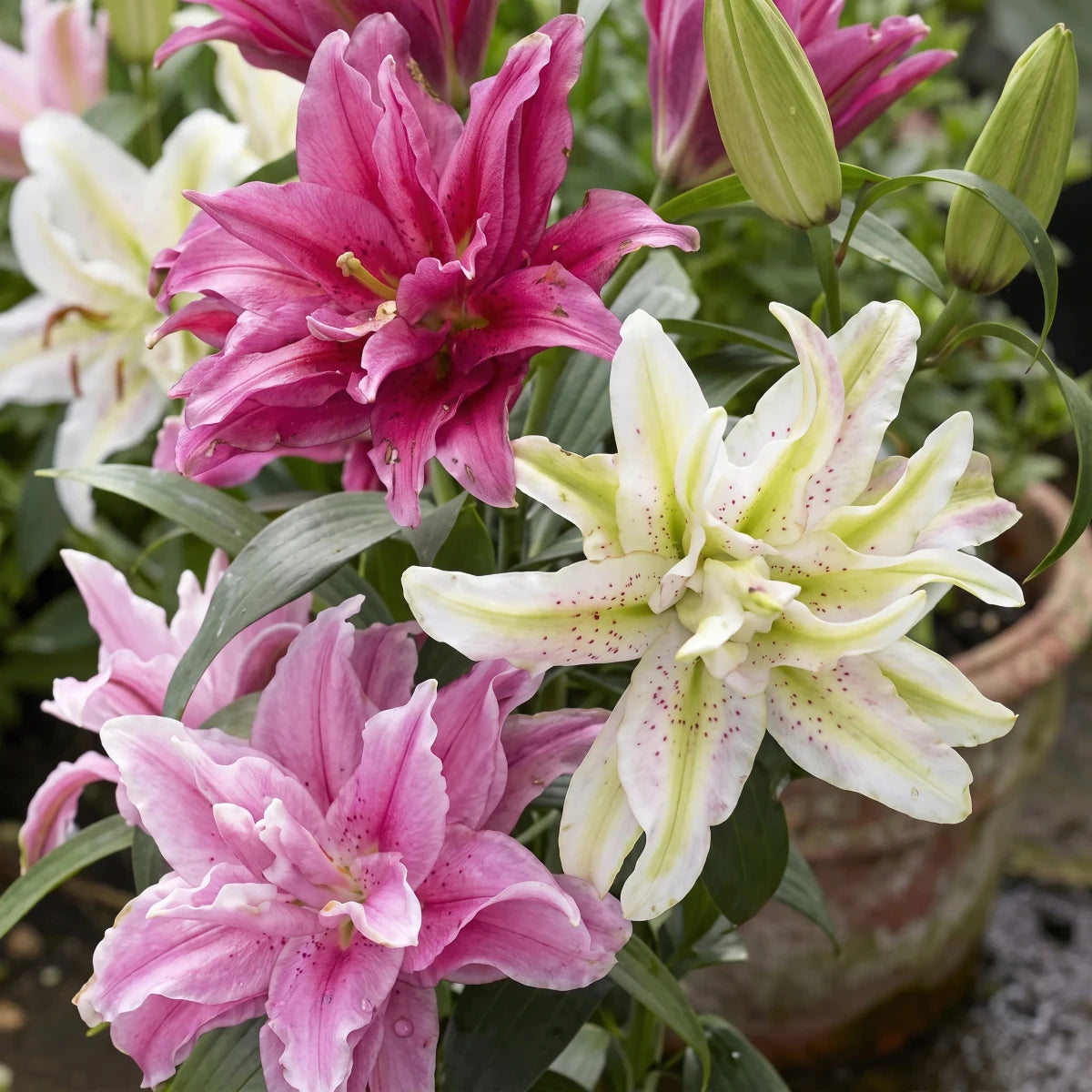 Lilium 'Asiatic Double Mix' - Harding & Bloom