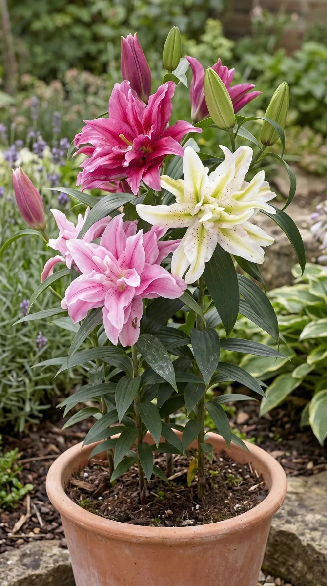 Lilium 'Asiatic Double Mix' - Harding & Bloom