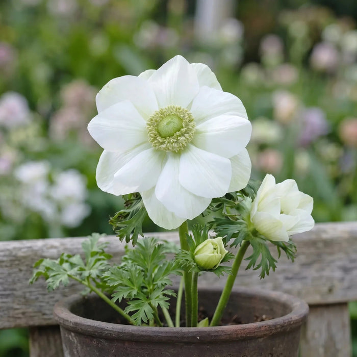 Anemone 'The Bride' (Garden Anemone)