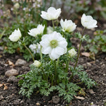 Anemone 'The Bride' (Garden anemone) - Harding & Bloom