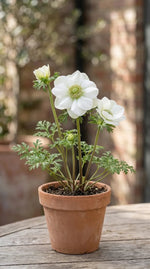 Anemone 'The Bride' (Garden anemone) - Harding & Bloom